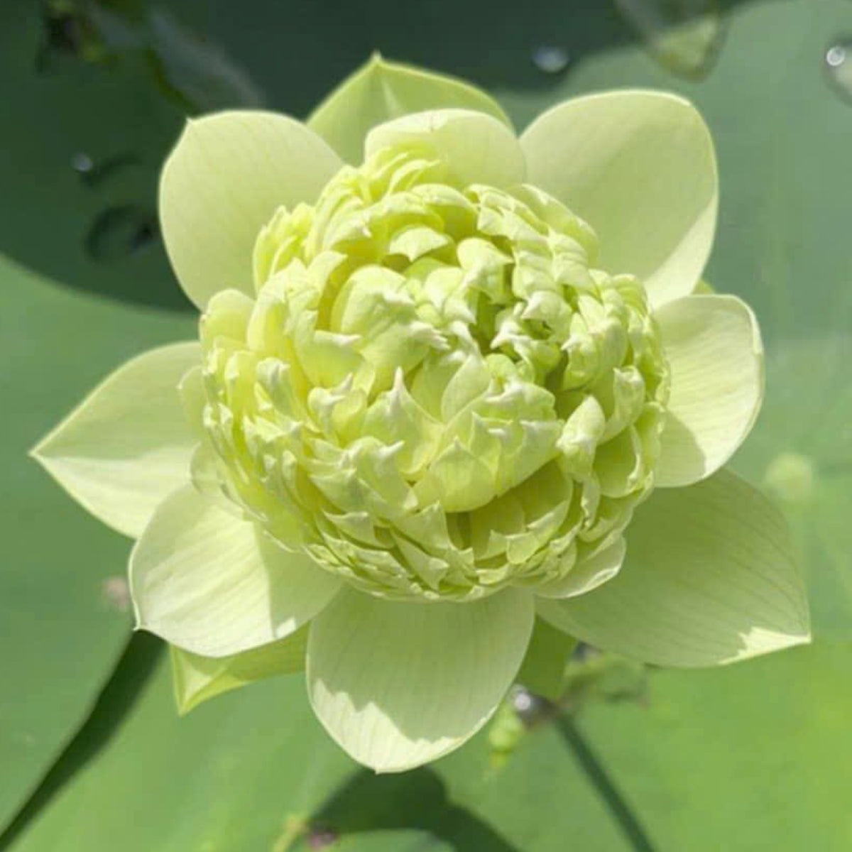 5+ Rare Seeds - Gwendolyn's Golden Glow Seeds