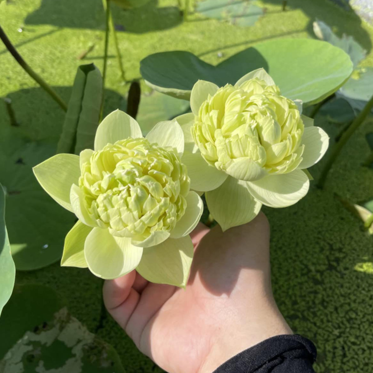 5+ Rare Seeds - Gwendolyn's Golden Glow Seeds