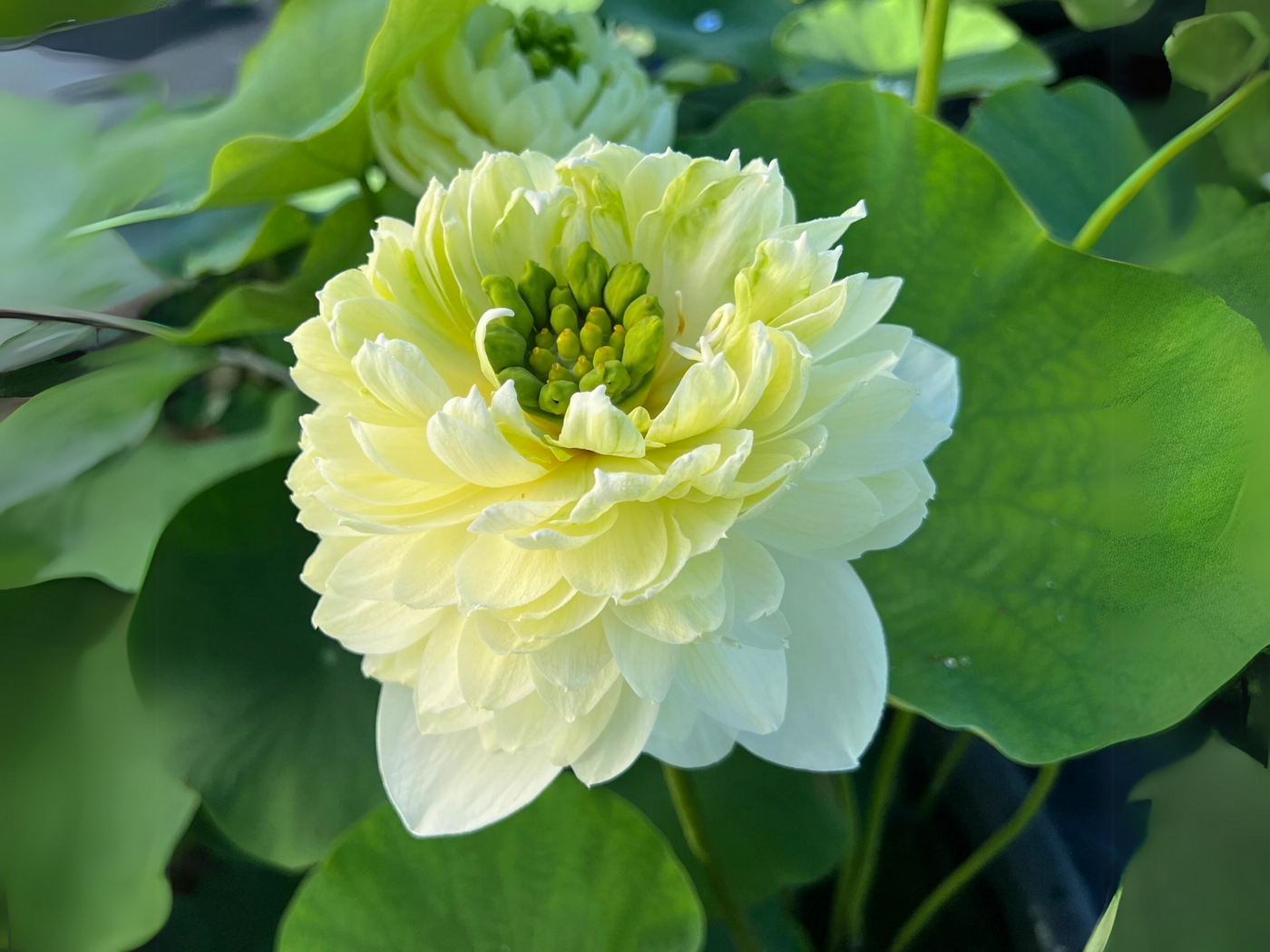 golden glow flower seeds 5+ Rare Seeds| Gwendolyn's Golden Glow Seeds – Sacred Indian Lotus (Ne – PEMDASGARDEN