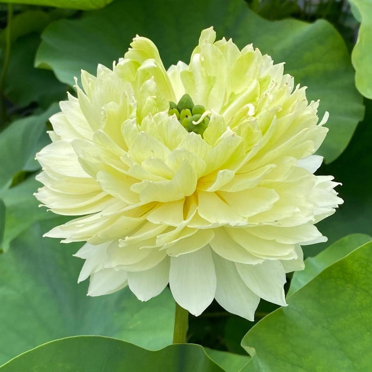 5+ Rare Seeds - Gwendolyn's Golden Glow Seeds