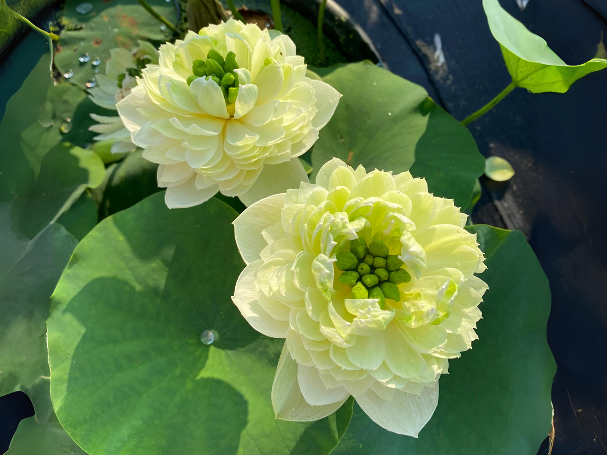 5+ Rare Seeds| Gwendolyn's Golden Glow Seeds - Indian Lotus (Nelumbo nucifera) Seeds #Q063