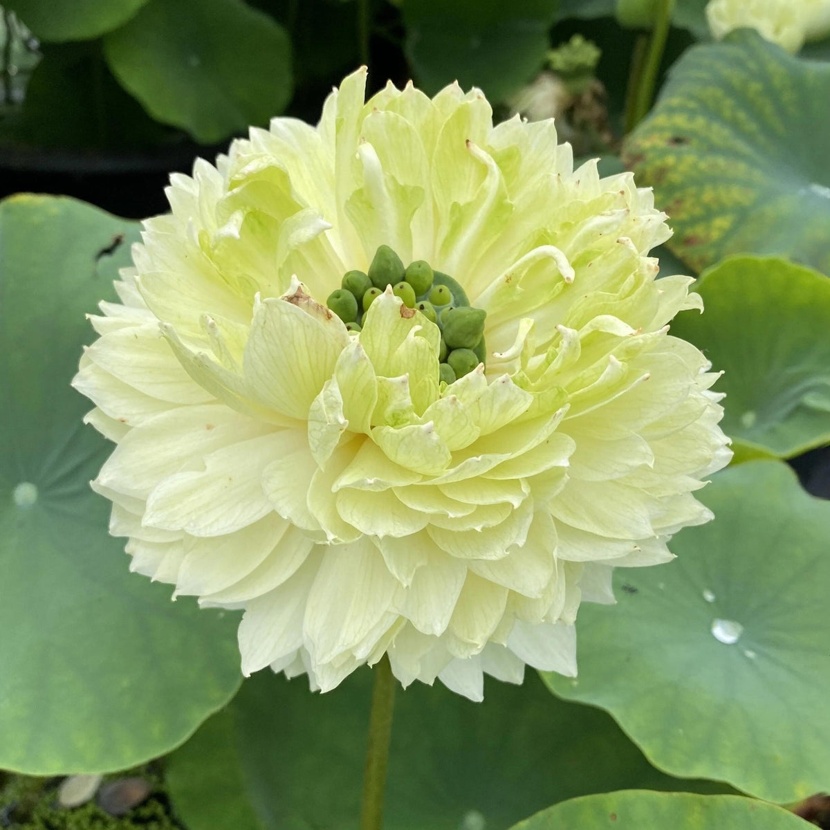 5+ Rare Seeds - Gwendolyn's Golden Glow Seeds