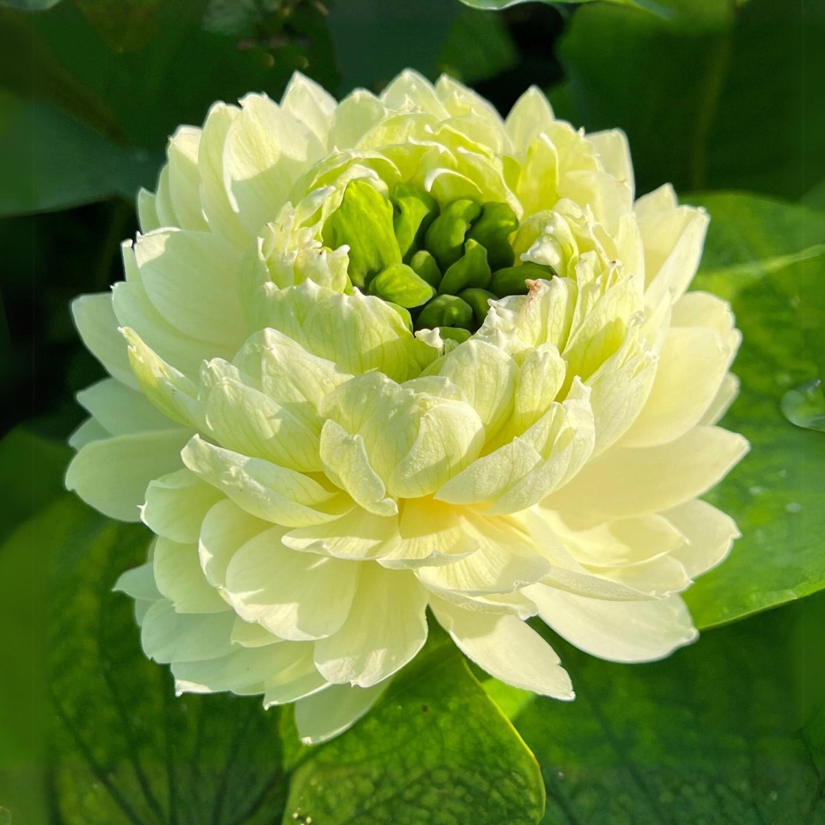 5+ Rare Seeds - Gwendolyn's Golden Glow Seeds