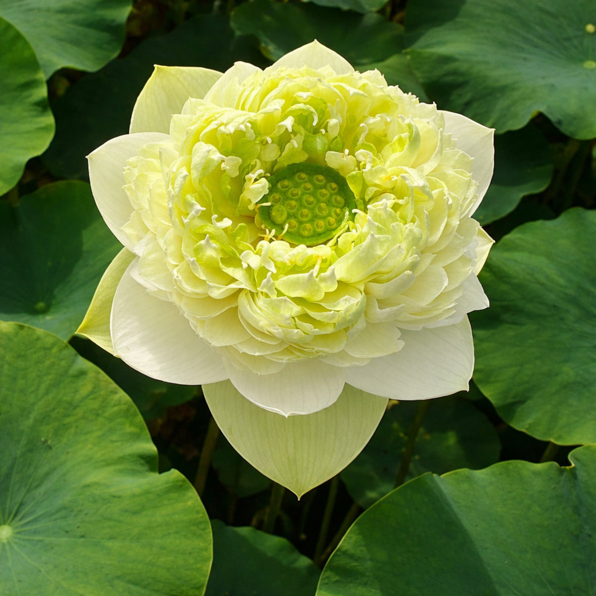 5+ Rare Seeds - Gwendolyn's Golden Glow Seeds
