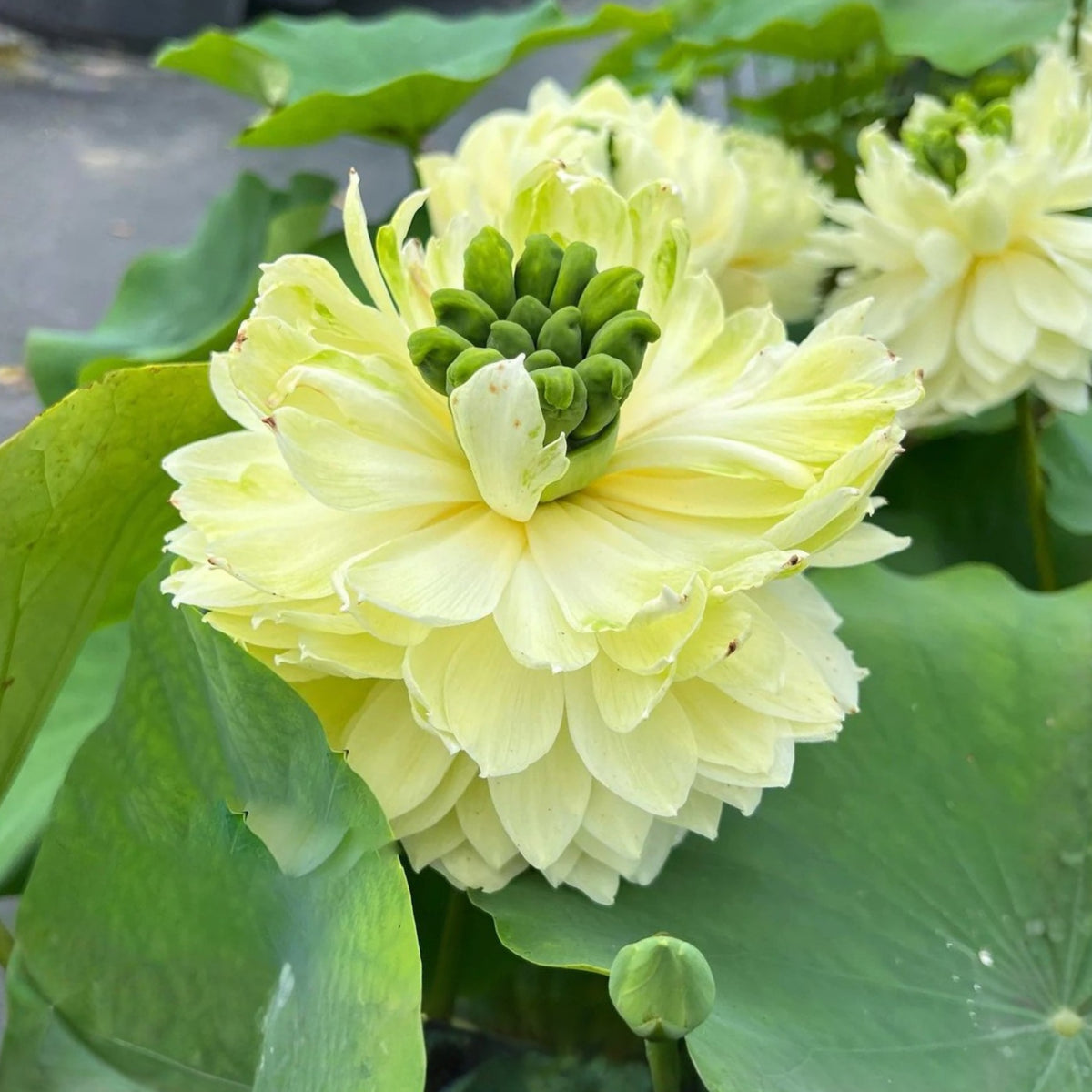 5+ Rare Seeds - Gwendolyn's Golden Glow Seeds
