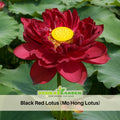 5+ Rare Seeds| Black Red Lotus(Mo Hong Lotus) Seeds - Indian Lotus (Nelumbo nucifera) Seeds– Indian Lotus (Nelumbo nucifera), Sacred Aquatic Perennial with Fragrant Flowers, Edible Seeds & Roots, Ornamental Pond & Container Plant #Q064