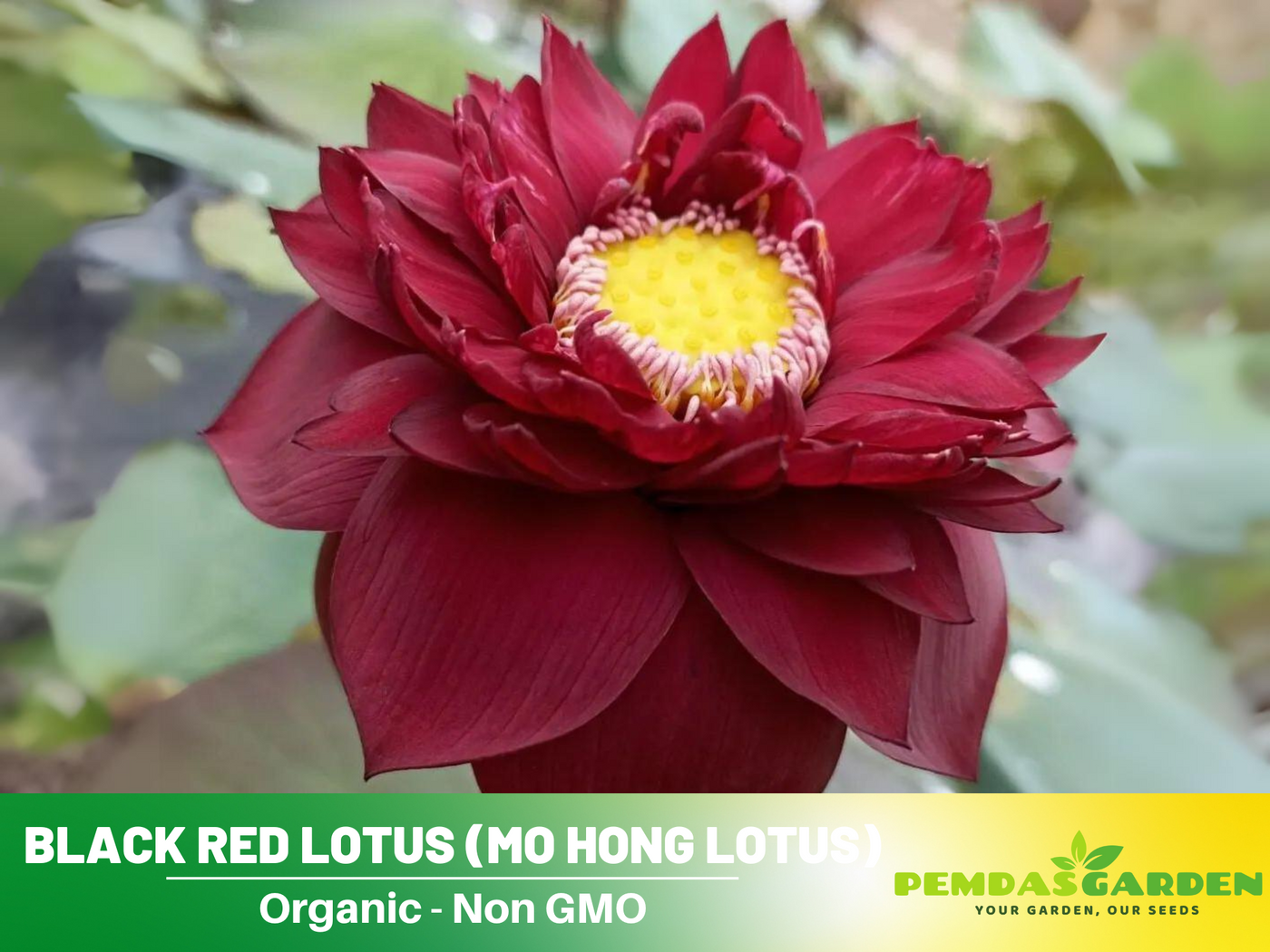 red flower with black seeds 5+ Rare Seeds| Black Red Lotus(Mo Hong Lotus) Seeds