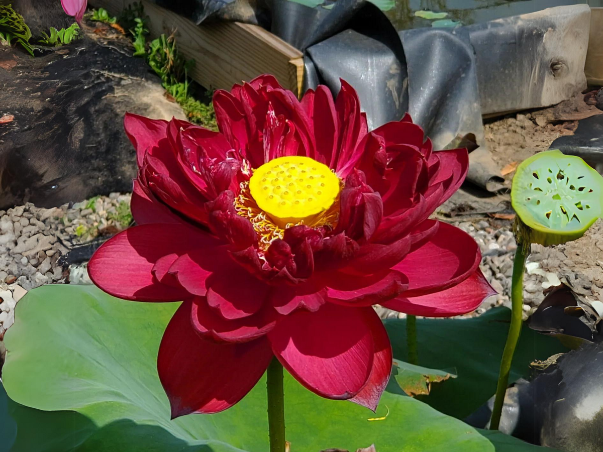 5+ Rare Seeds| Black Red Lotus(Mo Hong Lotus) Seeds - Indian Lotus (Nelumbo nucifera) Seeds #Q064