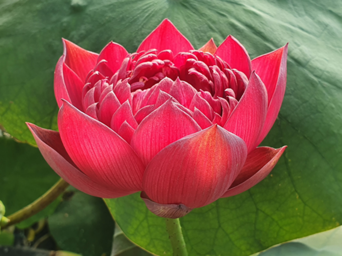 5+ Rare Seeds| Black Red Lotus(Mo Hong Lotus) Seeds - Indian Lotus (Nelumbo nucifera) Seeds #Q064