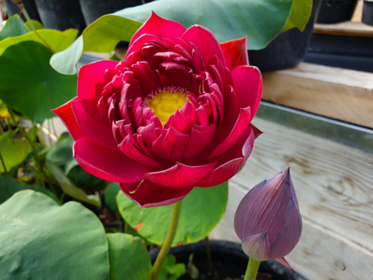 5+ Rare Seeds| Black Red Lotus(Mo Hong Lotus) Seeds - Indian Lotus (Nelumbo nucifera) Seeds #Q064