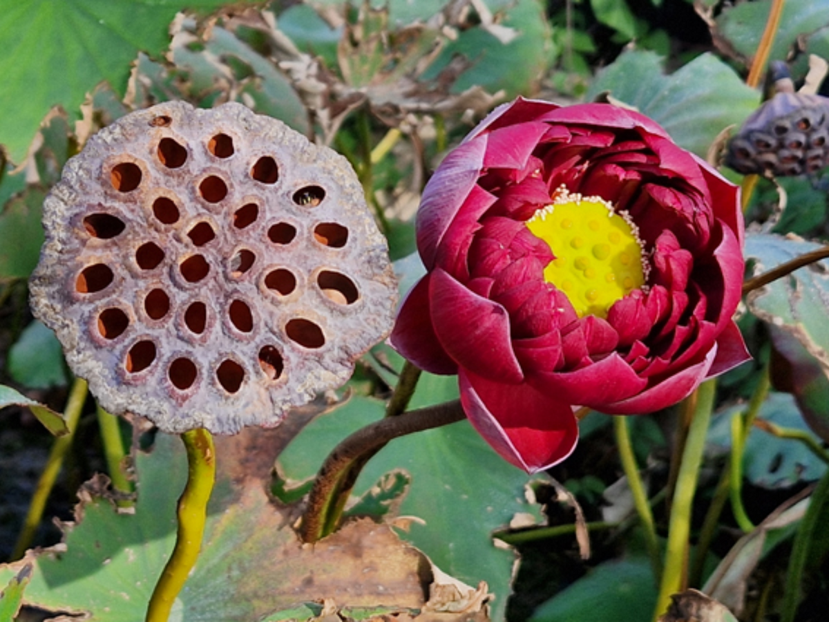 5+ Rare Seeds| Black Red Lotus(Mo Hong Lotus) Seeds - Indian Lotus (Nelumbo nucifera) Seeds #Q064