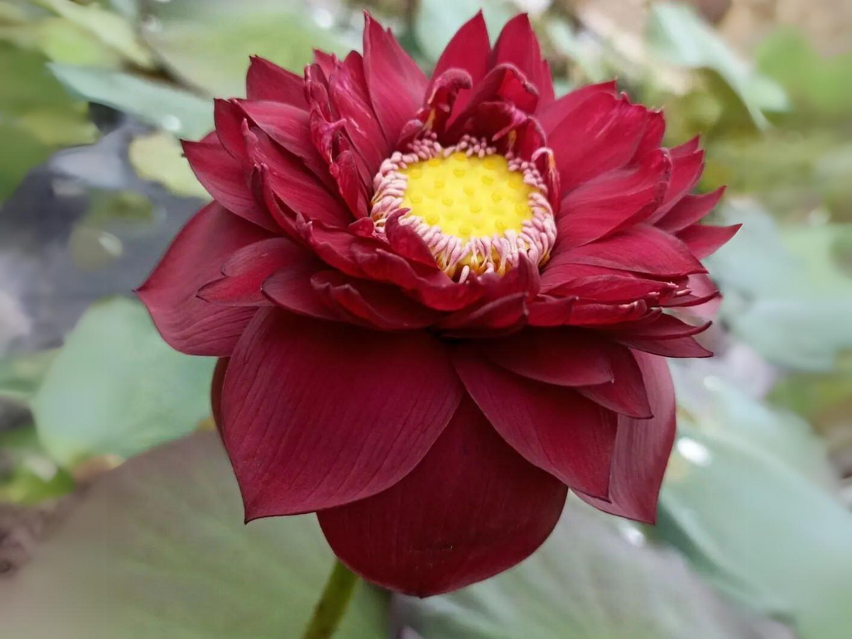 5+ Rare Seeds| Black Red Lotus(Mo Hong Lotus) Seeds - Indian Lotus (Nelumbo nucifera) Seeds #Q064