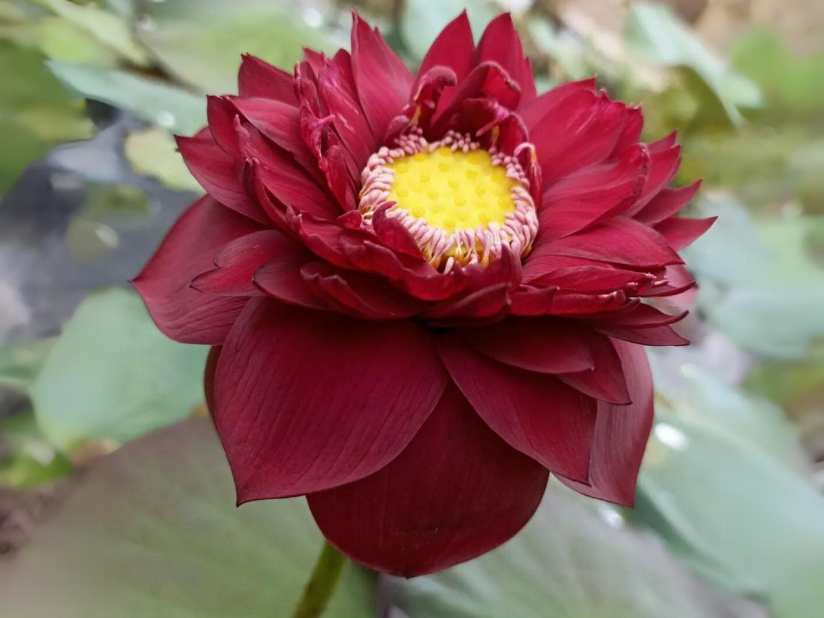 lotus flower seeds edible 5+ Rare Seeds| Black Red Lotus(Mo Hong Lotus) Seeds