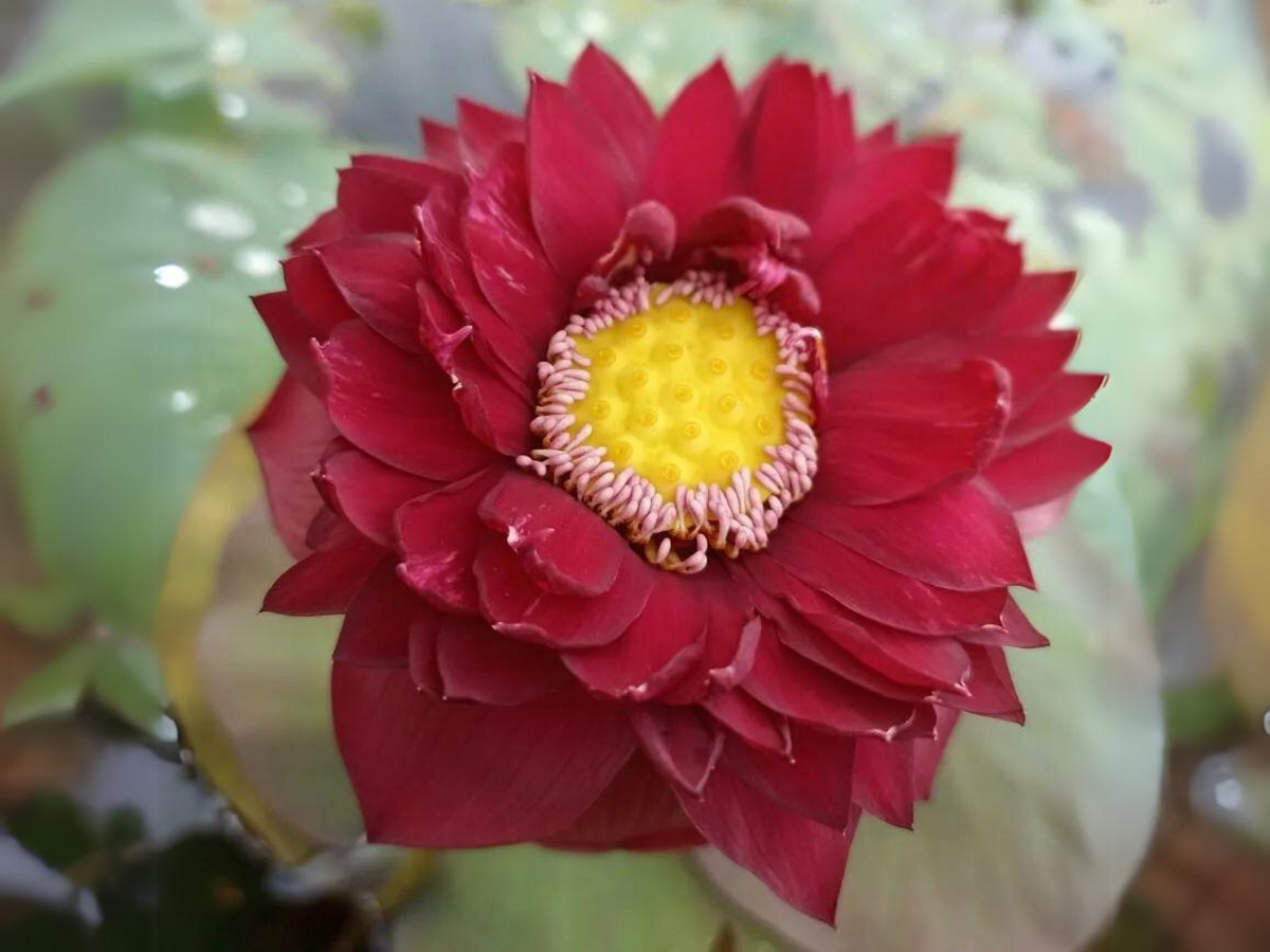 5+ Rare Seeds| Black Red Lotus(Mo Hong Lotus) Seeds - Indian Lotus (Nelumbo nucifera) Seeds #Q064