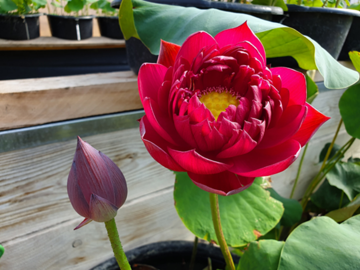 5+ Rare Seeds| Black Red Lotus(Mo Hong Lotus) Seeds - Indian Lotus (Nelumbo nucifera) Seeds #Q064