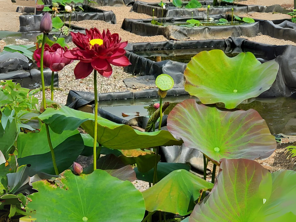 5+ Rare Seeds| Black Red Lotus(Mo Hong Lotus) Seeds - Indian Lotus (Nelumbo nucifera) Seeds #Q064