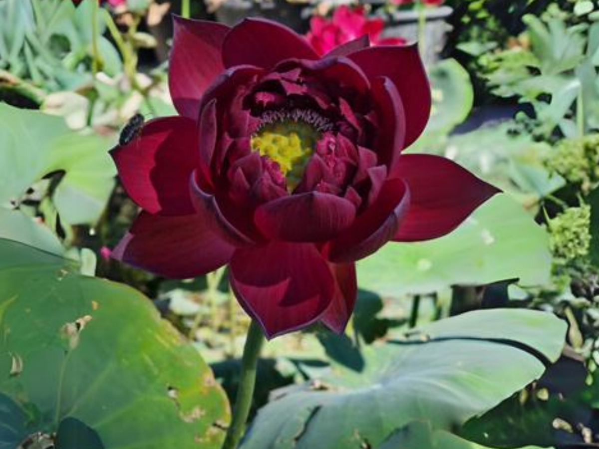 5+ Rare Seeds| Black Red Lotus(Mo Hong Lotus) Seeds - Indian Lotus (Nelumbo nucifera) Seeds #Q064