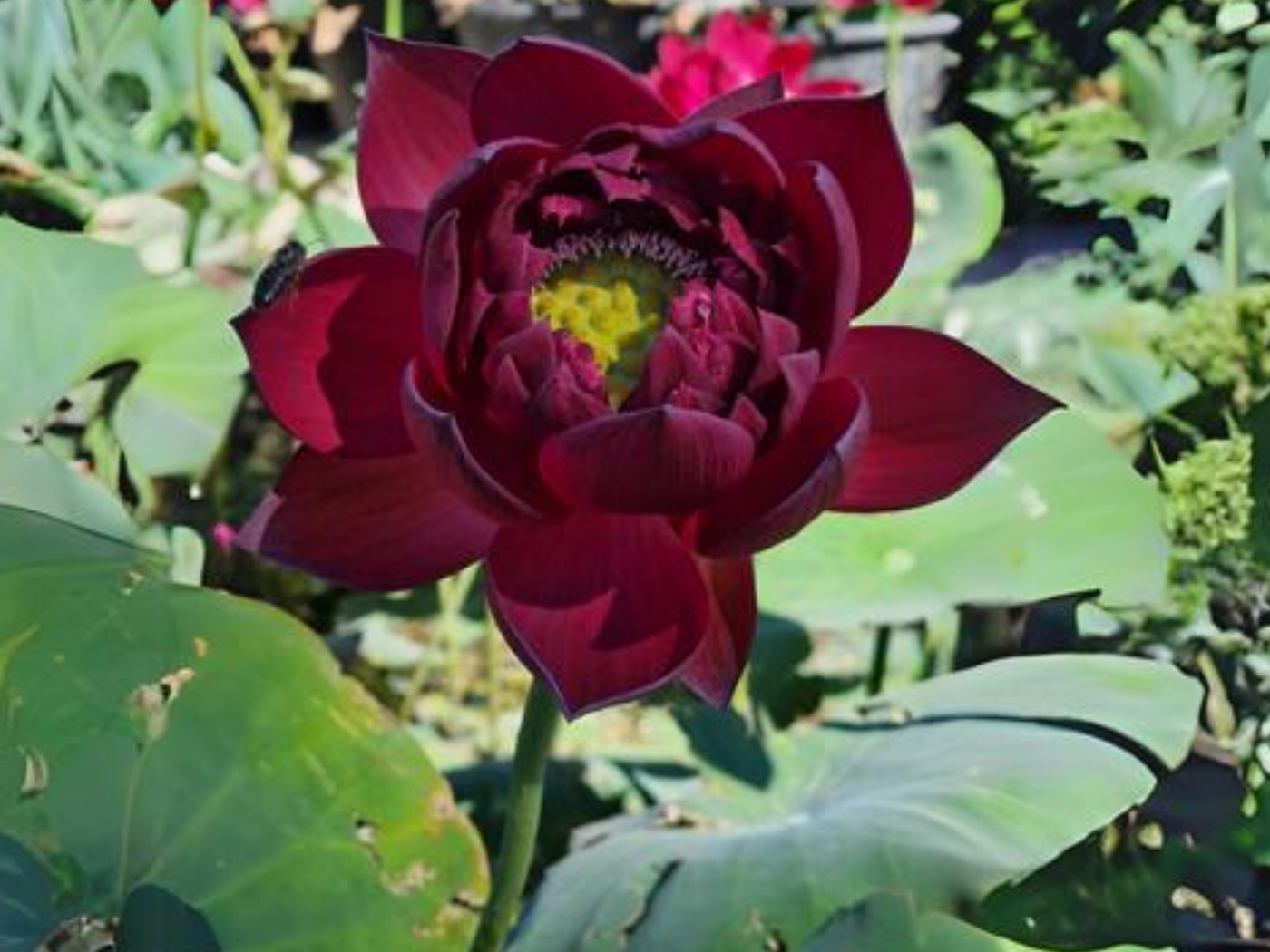 black lotus flower seeds 5+ Rare Seeds| Black Red Lotus(Mo Hong Lotus) Seeds