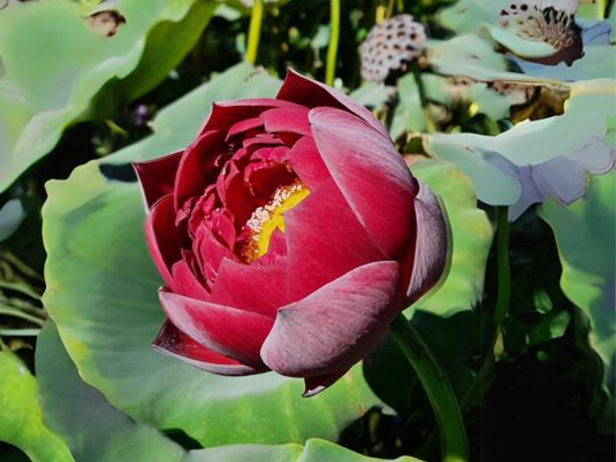 5+ Rare Seeds| Black Red Lotus(Mo Hong Lotus) Seeds - Indian Lotus (Nelumbo nucifera) Seeds #Q064