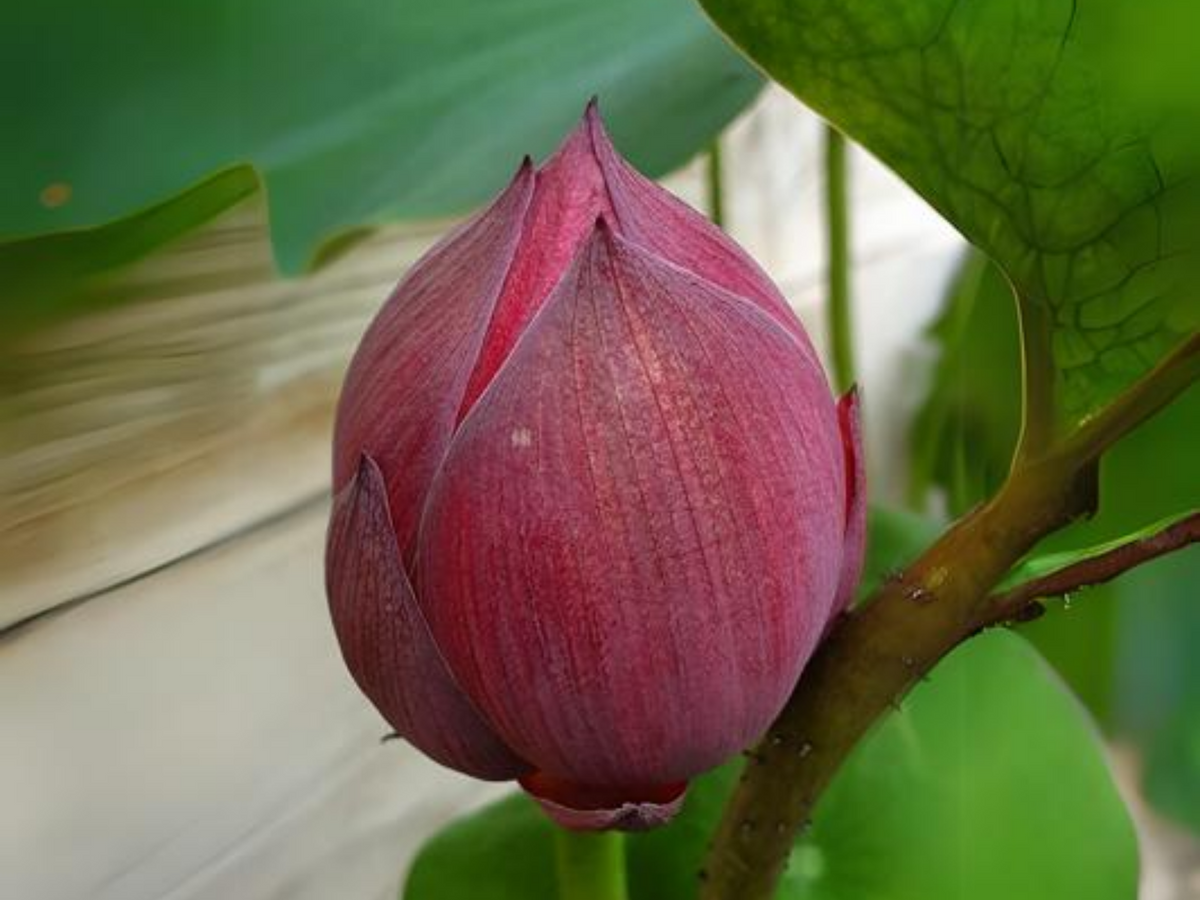 5+ Rare Seeds| Black Red Lotus(Mo Hong Lotus) Seeds - Indian Lotus (Nelumbo nucifera) Seeds #Q064