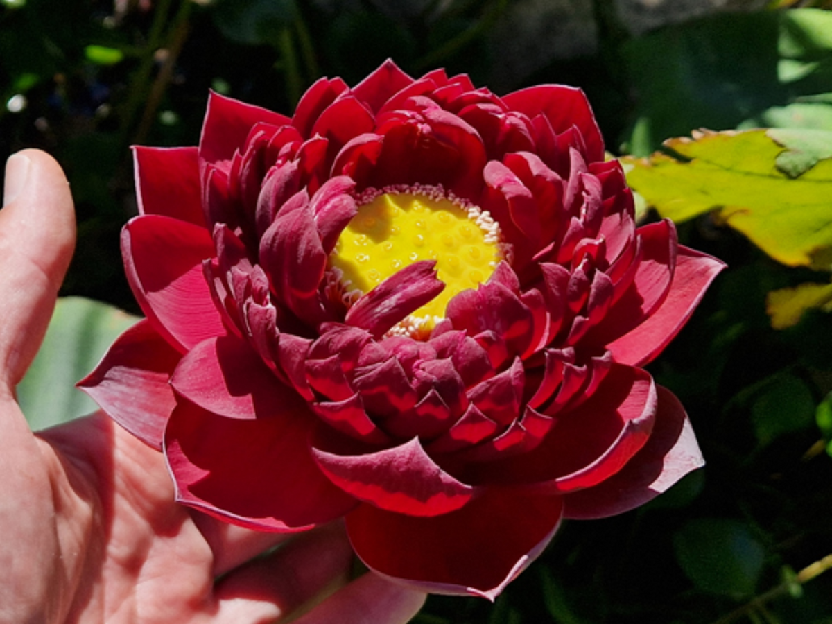 5+ Rare Seeds| Black Red Lotus(Mo Hong Lotus) Seeds - Indian Lotus (Nelumbo nucifera) Seeds #Q064