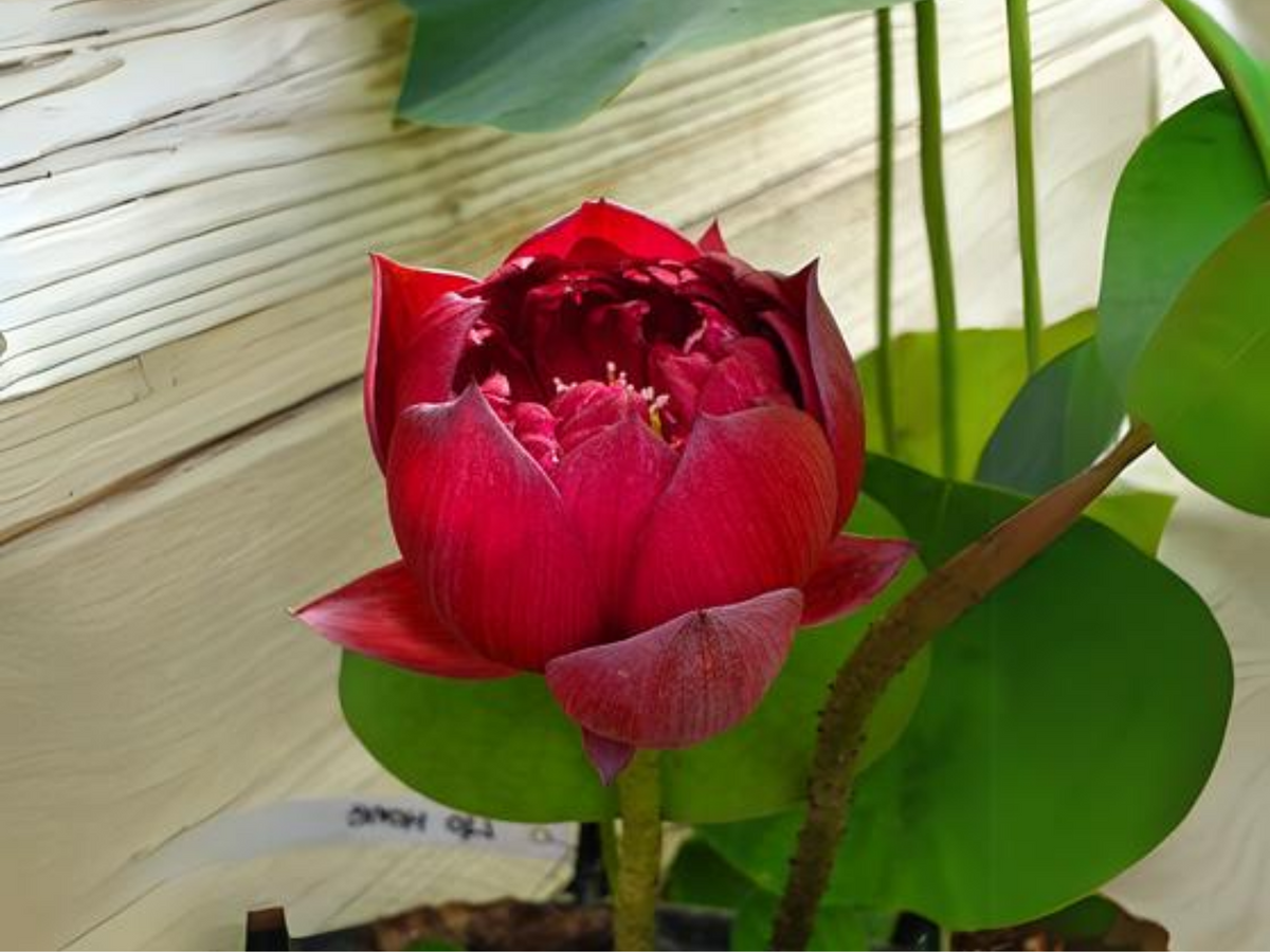 5+ Rare Seeds| Black Red Lotus(Mo Hong Lotus) Seeds - Indian Lotus (Nelumbo nucifera) Seeds #Q064