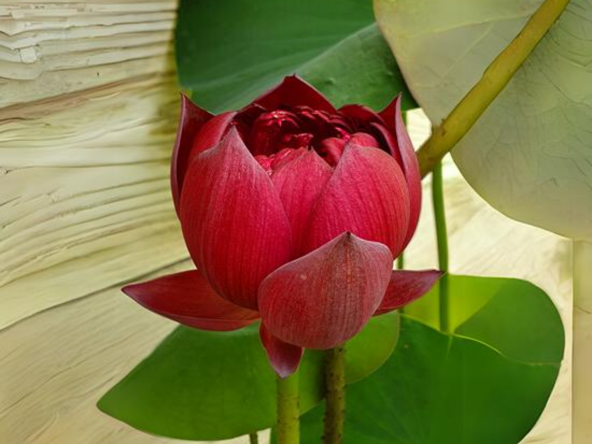 black lotus flower seeds 5+ Rare Seeds| Black Red Lotus(Mo Hong Lotus) Seeds