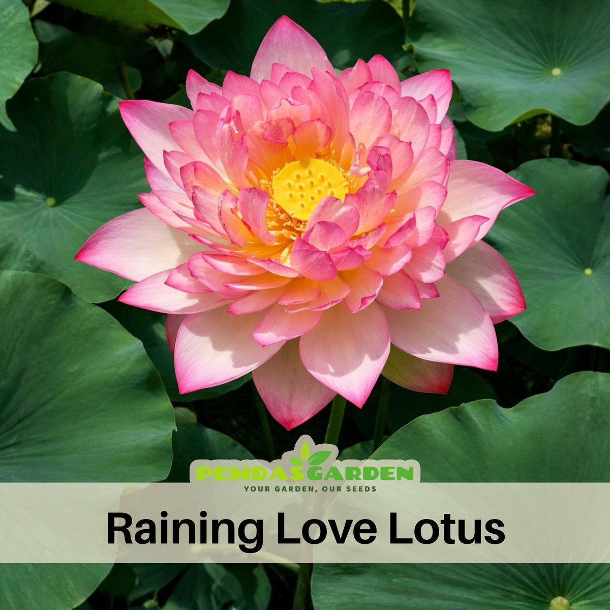 5+ Rare Seeds - New Raining Love Lotus Seeds, Edible Seeds & Roots
