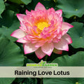 5+ Rare Seeds| New Raining Love Lotus Seeds - Indian Lotus (Nelumbo nucifera) Seeds - Aquatic Perennial Water Plant with Fragrant Flowers, Edible Seeds & Roots, Egyptian Lotus, Bean of India, Ornamental Pond & Container Plant#Q065