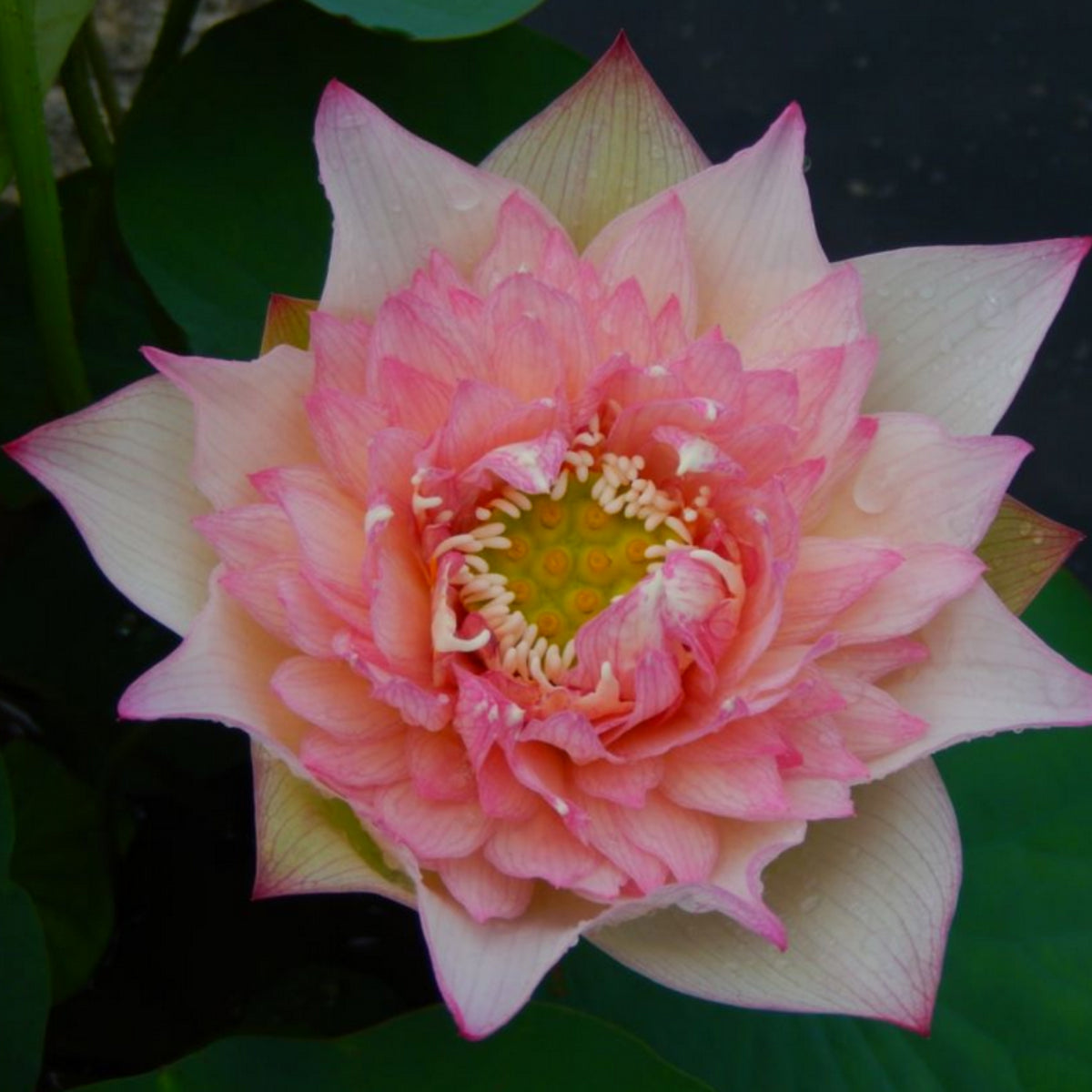 5+ Rare Seeds - New Raining Love Lotus Seeds, Edible Seeds & Roots