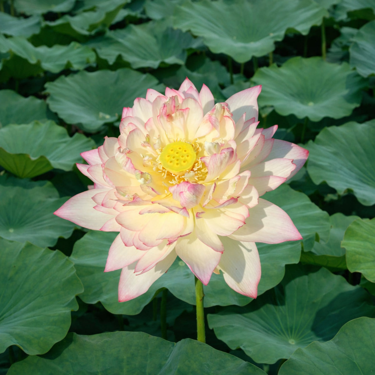 5+ Rare Seeds - New Raining Love Lotus Seeds, Edible Seeds & Roots