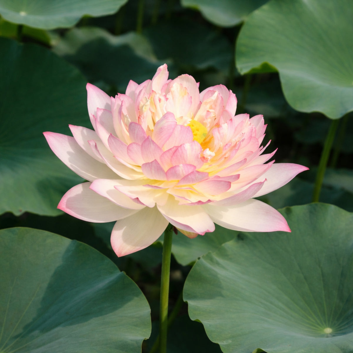 5+ Rare Seeds - New Raining Love Lotus Seeds, Edible Seeds & Roots