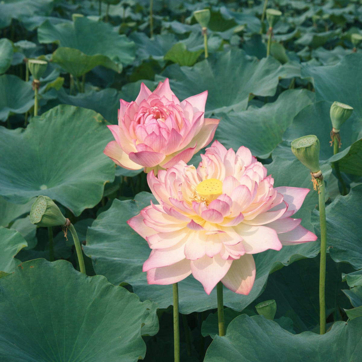 5+ Rare Seeds - New Raining Love Lotus Seeds, Edible Seeds & Roots