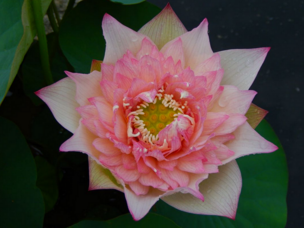 5+ Rare Seeds| New Raining Love Lotus Seeds - Indian Lotus (Nelumbo nucifera) Seeds #Q065