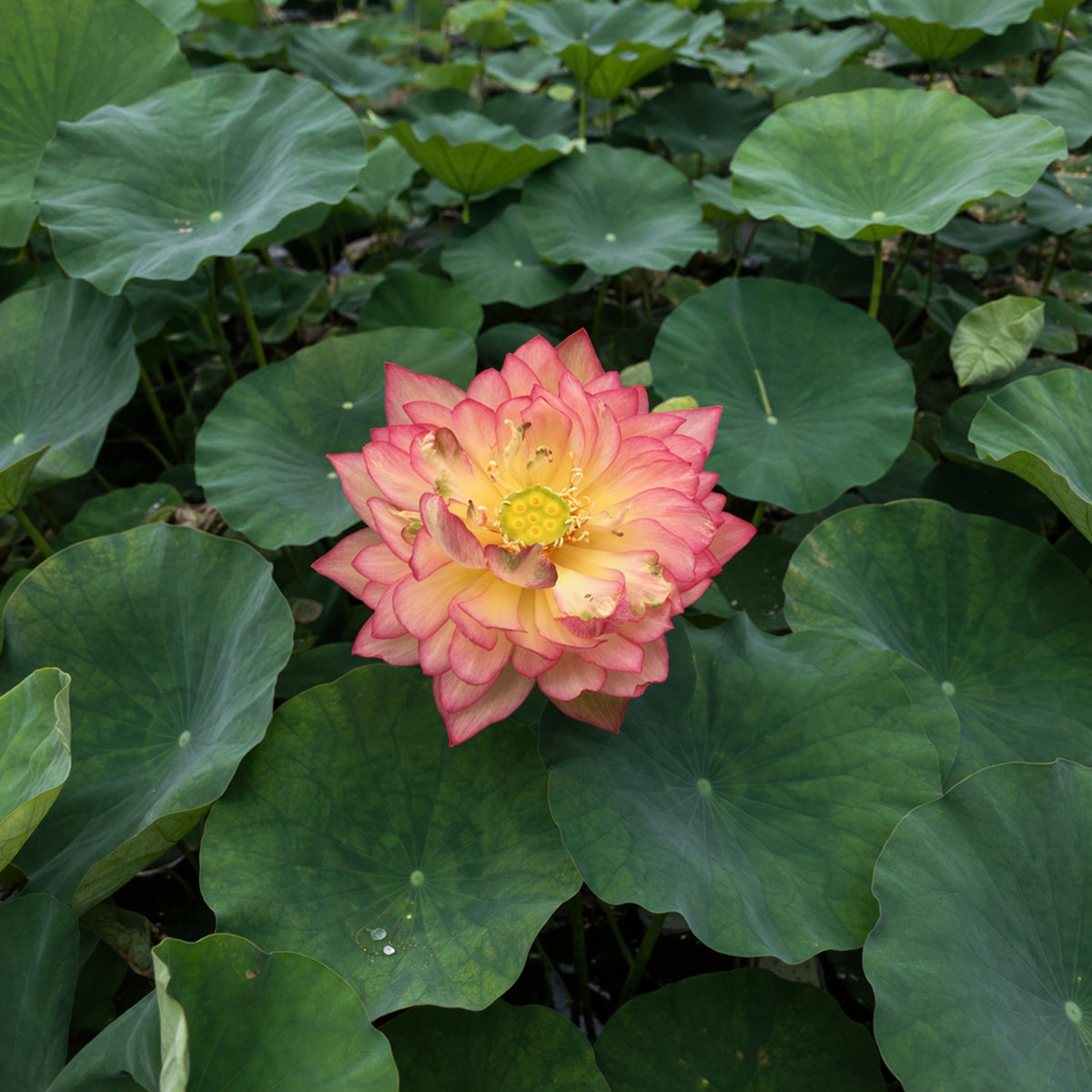 5+ Rare Seeds - New Raining Love Lotus Seeds, Edible Seeds & Roots