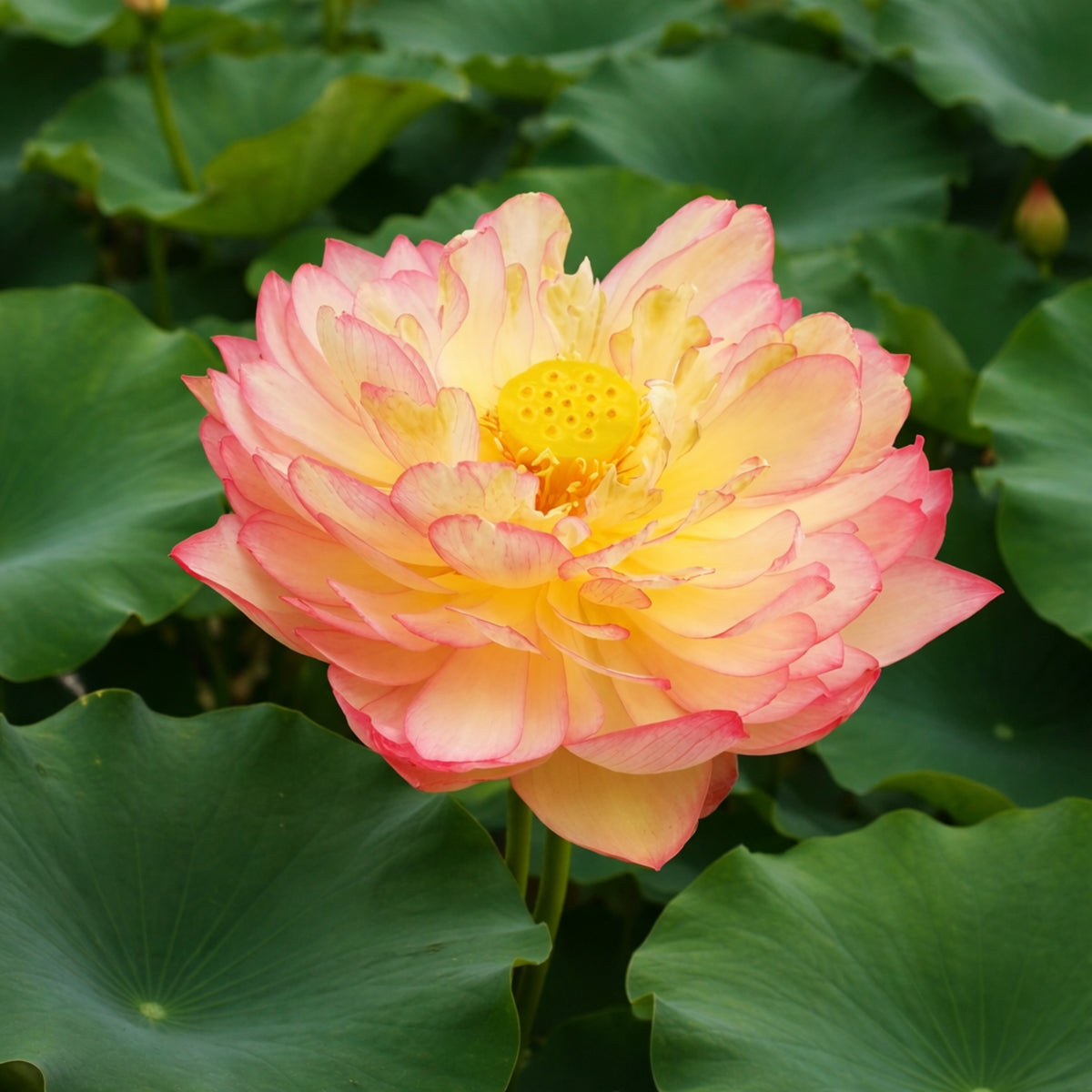 5+ Rare Seeds - New Raining Love Lotus Seeds, Edible Seeds & Roots