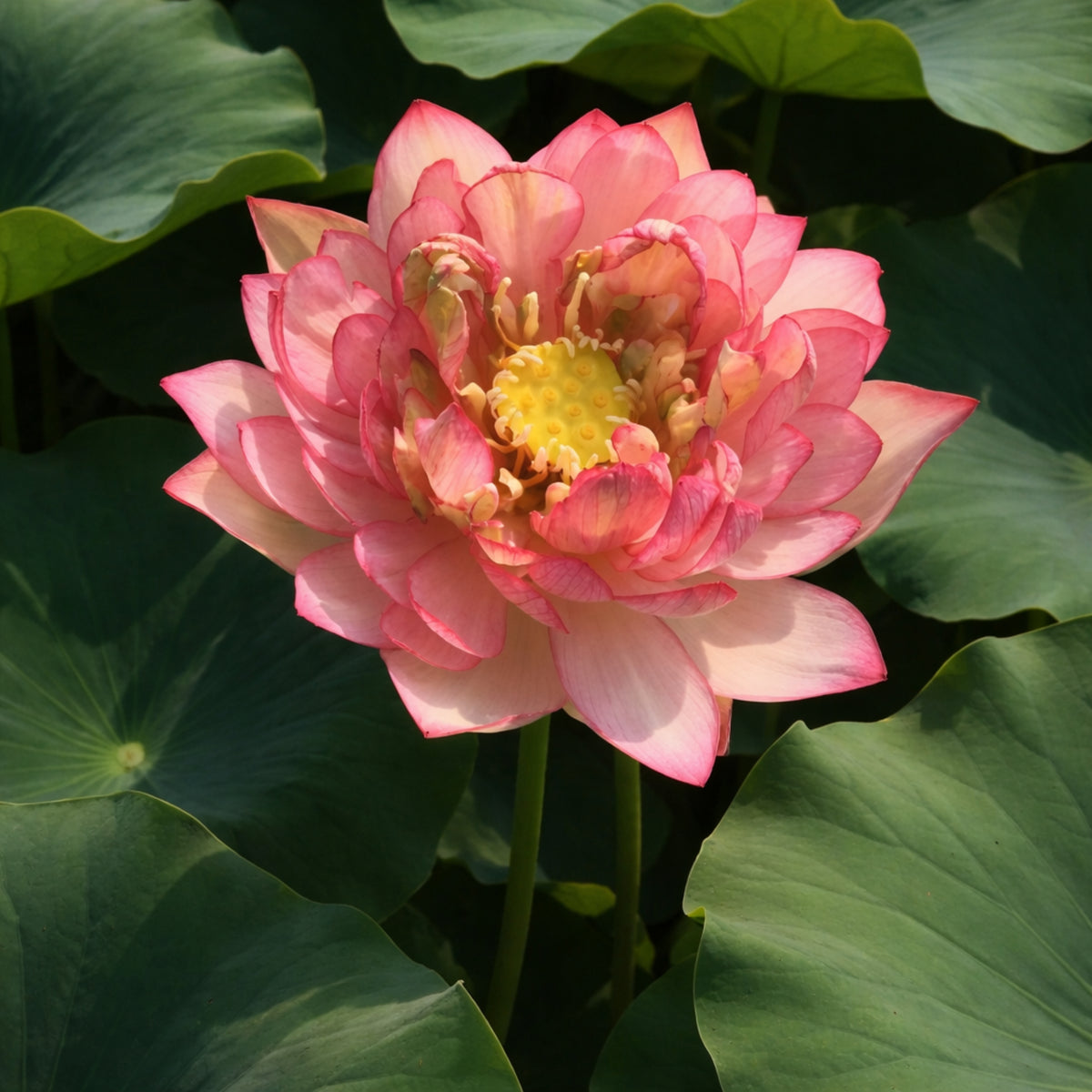 5+ Rare Seeds - New Raining Love Lotus Seeds, Edible Seeds & Roots
