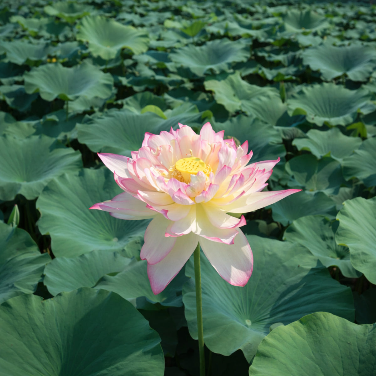5+ Rare Seeds - New Raining Love Lotus Seeds, Edible Seeds & Roots