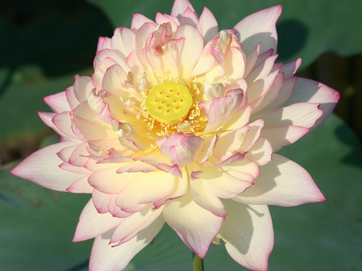5+ Rare Seeds| New Raining Love Lotus Seeds - Indian Lotus (Nelumbo nucifera) Seeds #Q065