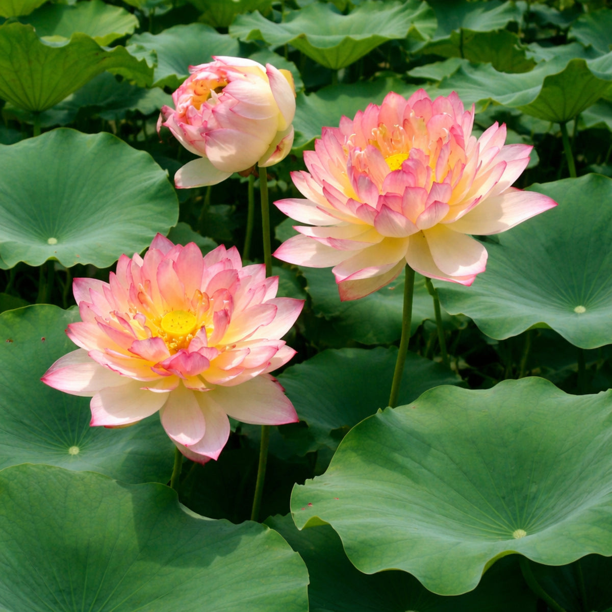 5+ Rare Seeds - New Raining Love Lotus Seeds, Edible Seeds & Roots