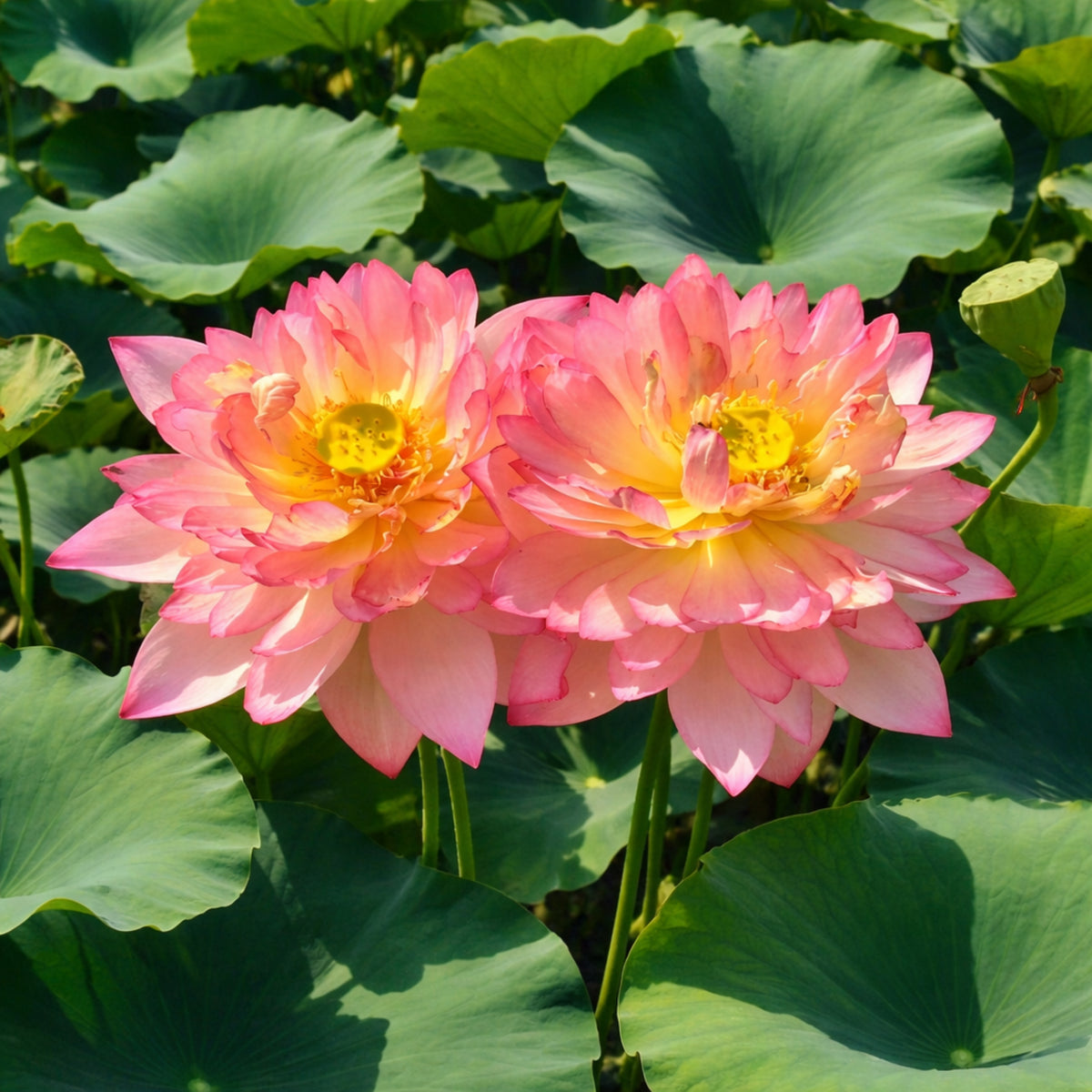5+ Rare Seeds - New Raining Love Lotus Seeds, Edible Seeds & Roots