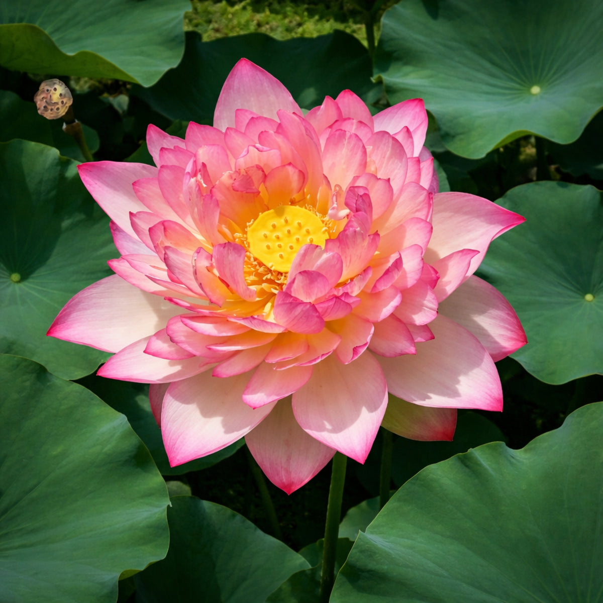5+ Rare Seeds - New Raining Love Lotus Seeds, Edible Seeds & Roots