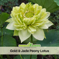 5+ Rare Seeds| Gold &Jade Peony Lotus Seeds – Sacred Indian Lotus (Nelumbo nucifera), Aquatic Perennial Water Plant, Fragrant Blooms, Edible Roots & Seeds, Egyptian Lotus, Ornamental Pond & Container Gardening#Q066