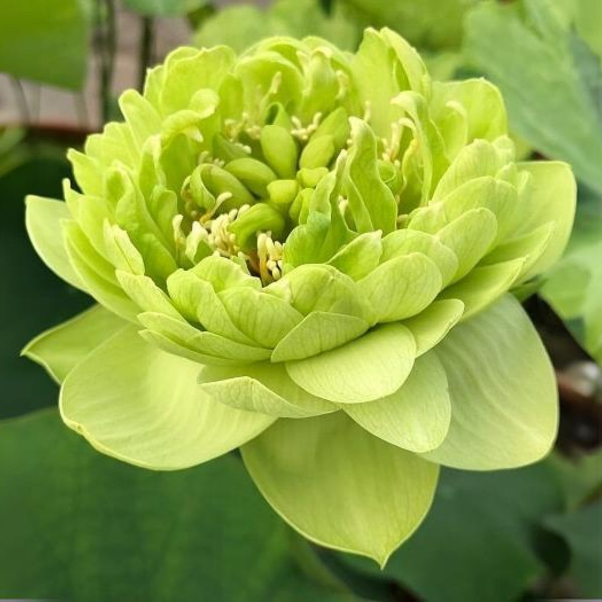 5+ Rare Seeds - Gold & Jade Peony Lotus Seeds