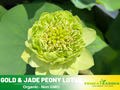 5+ Rare Seeds| Gold &Jade Peony Lotus Seeds – Sacred Indian Lotus (Nelumbo nucifera), Aquatic Perennial Water Plant, Fragrant Blooms, Edible Roots & Seeds, Egyptian Lotus, Ornamental Pond & Container Gardening#Q066