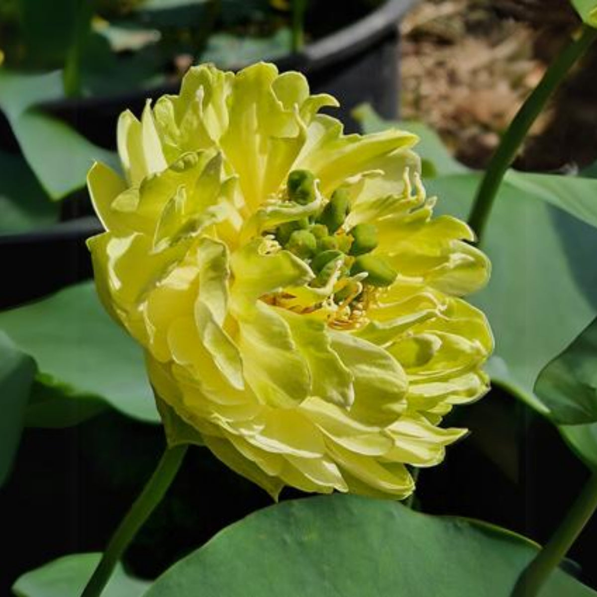 5+ Rare Seeds - Gold & Jade Peony Lotus Seeds
