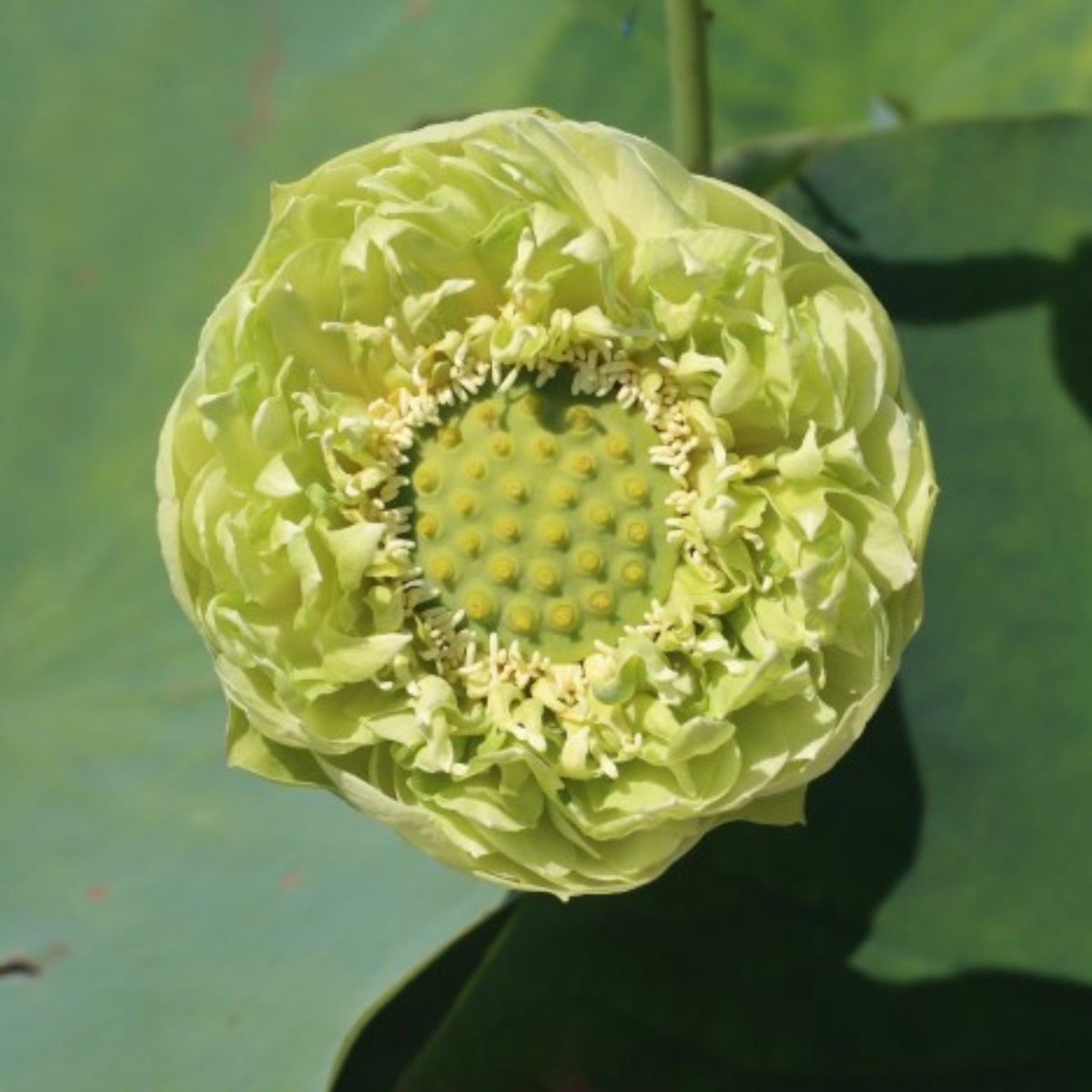 5+ Rare Seeds - Gold & Jade Peony Lotus Seeds