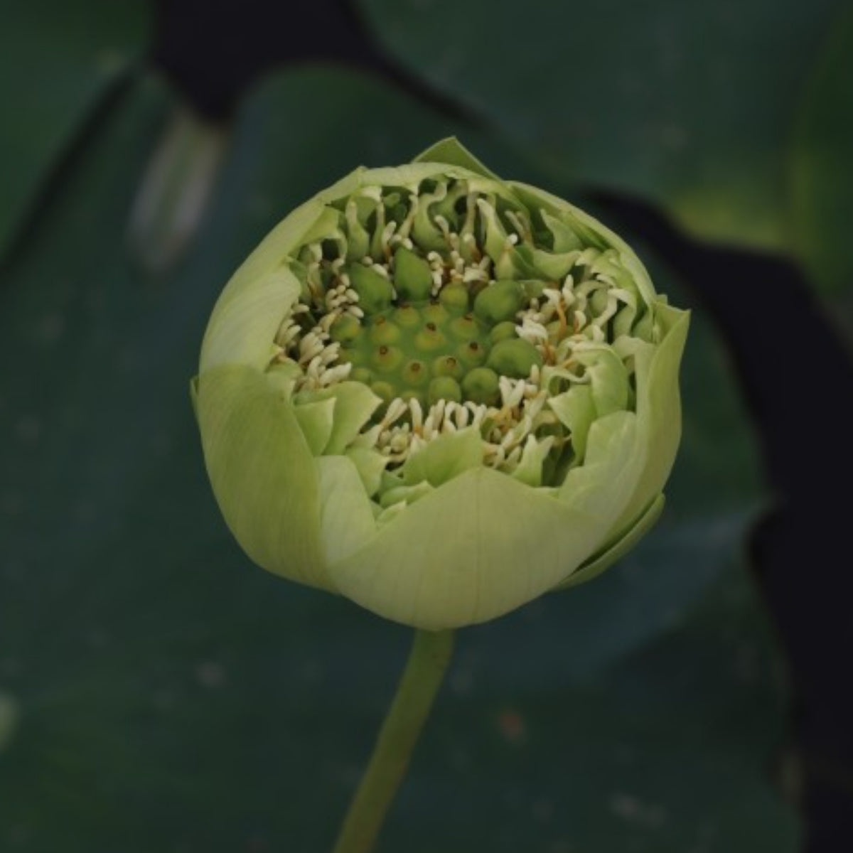 5+ Rare Seeds - Gold & Jade Peony Lotus Seeds