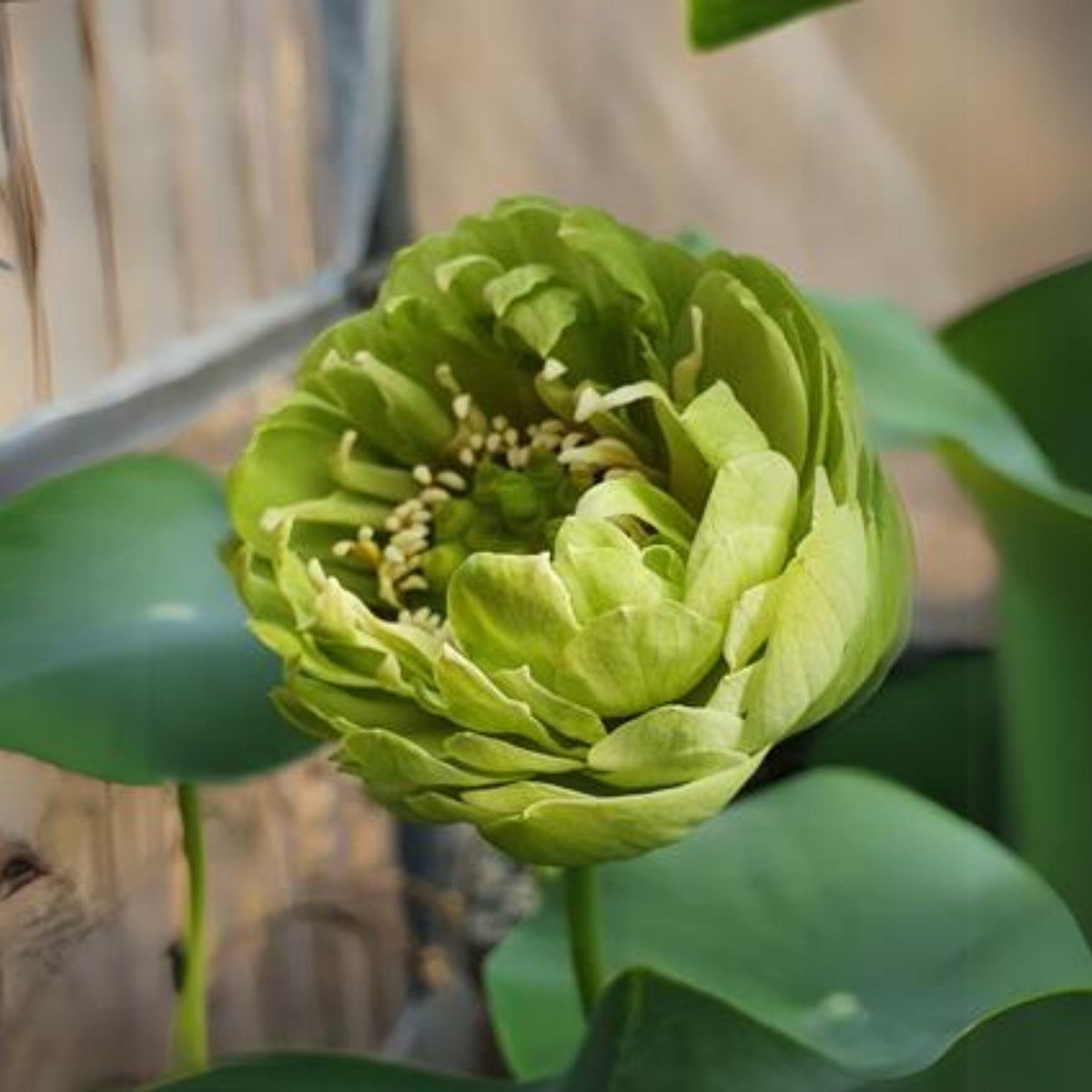 5+ Rare Seeds - Gold & Jade Peony Lotus Seeds