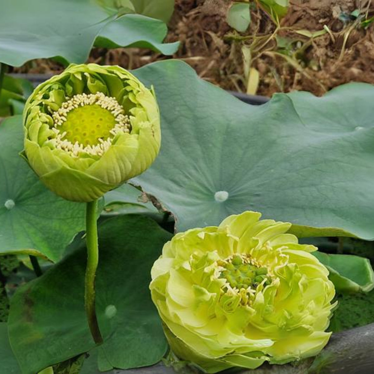5+ Rare Seeds - Gold & Jade Peony Lotus Seeds